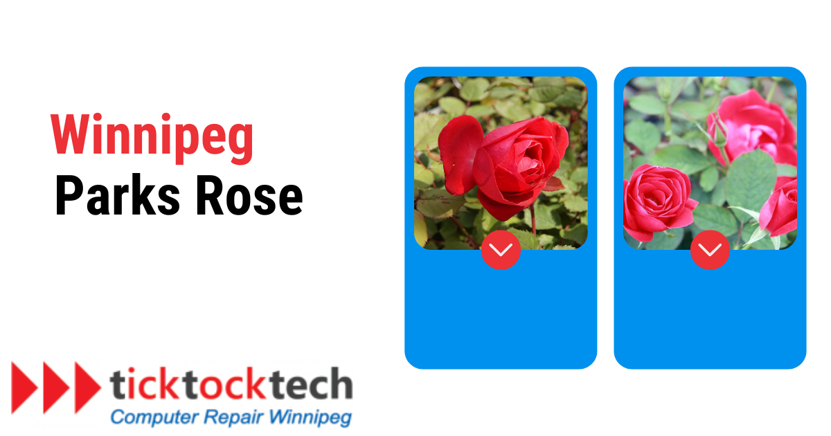 Winnipeg parks Rose
