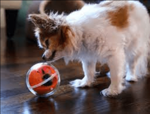 tech gadgets for pet